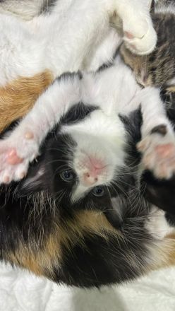 Europäische kurzhaarige Katzen