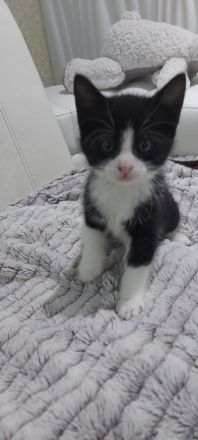 Europäische kurzhaarige Katzen