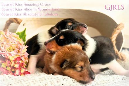 Collie-Welpen mit Stammbaum FCI