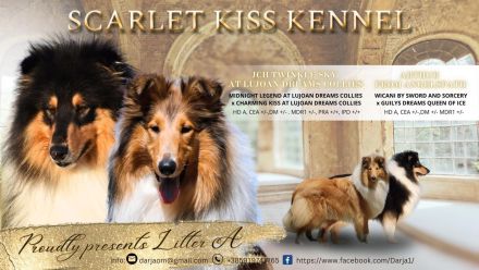 Collie-Welpen mit Stammbaum FCI