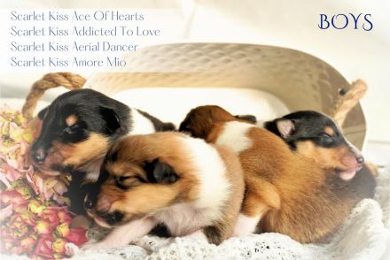 Collie-Welpen mit Stammbaum FCI