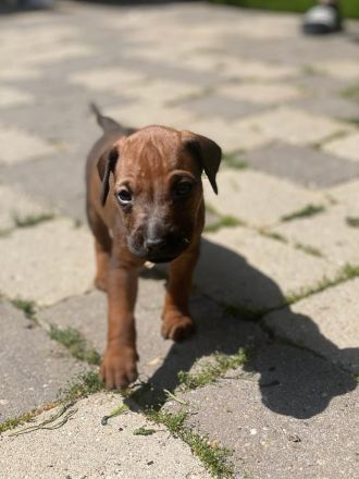 Rhodesian Ridgeback