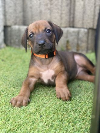 Rhodesian Ridgeback