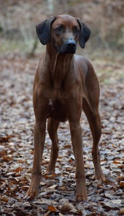 Rhodesian Ridgeback