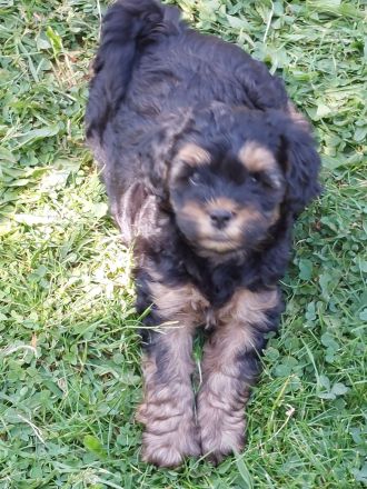 Pudel F1 fawn rot braun black tan