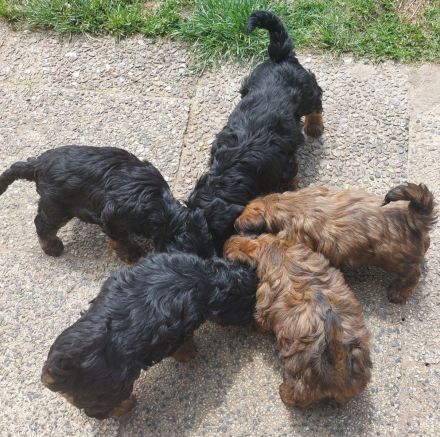 Pudel F1 fawn rot braun black tan