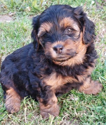 Pudel F1 fawn rot braun black tan