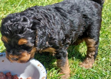 Pudel F1 fawn rot braun black tan