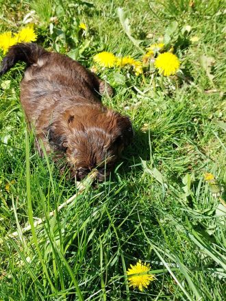 Pudel F1 fawn rot braun black tan