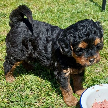 Pudel F1 fawn rot braun black tan