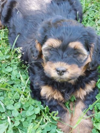 Pudel F1 fawn rot braun black tan