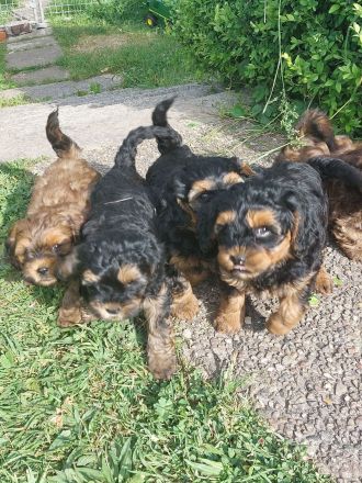 Pudel F1 fawn rot braun black tan