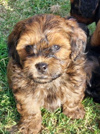 Pudel F1 fawn rot braun black tan