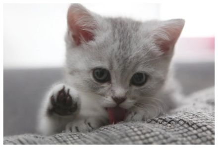 BKH Kitten Abgabebereit