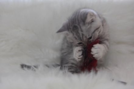 BKH Kitten Abgabebereit