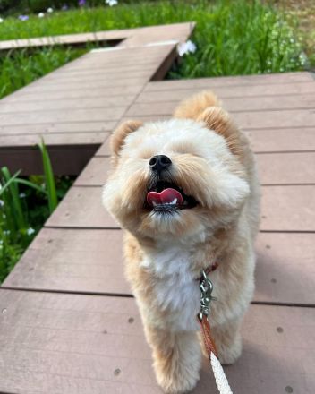 süße pommersche Welpen