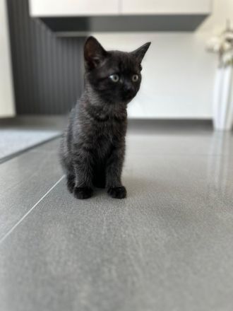BKH Kitten