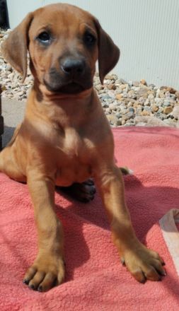 Rhodesian Ridgeback Welpen