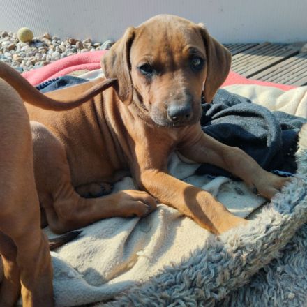 Rhodesian Ridgeback Welpen