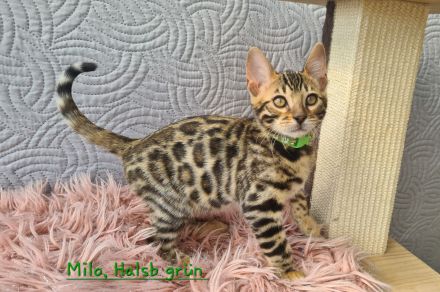 Wunderschöne Bengal Kitten gechipt geimpft mit Stammbaum