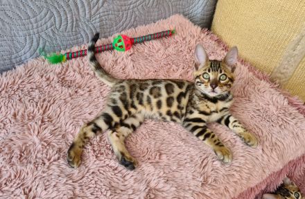 Wunderschöne Bengal Kitten gechipt geimpft mit Stammbaum