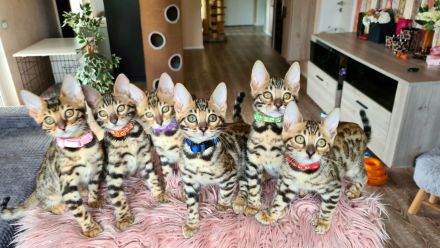Wunderschöne Bengal Kitten gechipt geimpft mit Stammbaum