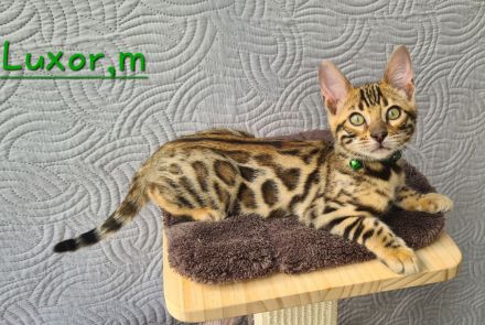 Wunderschöne Bengal Kitten gechipt geimpft mit Stammbaum