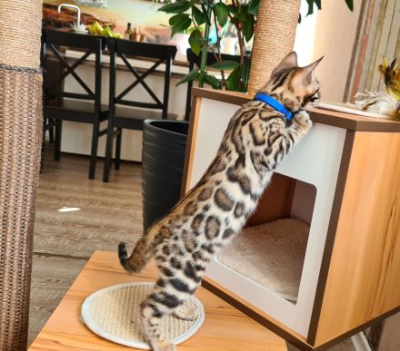 Wunderschöne Bengal Kitten gechipt geimpft mit Stammbaum