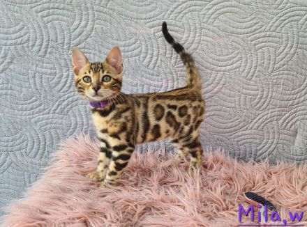 Wunderschöne Bengal Kitten gechipt geimpft mit Stammbaum