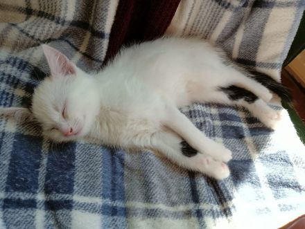 4 kleine kitten suchen ab Mitte Juni ein liebevolles Zuhause 🤗