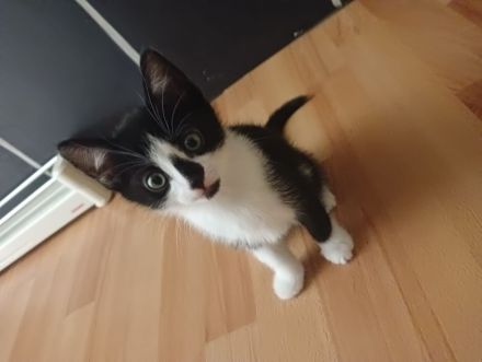 4 kleine kitten suchen ab Mitte Juni ein liebevolles Zuhause 🤗