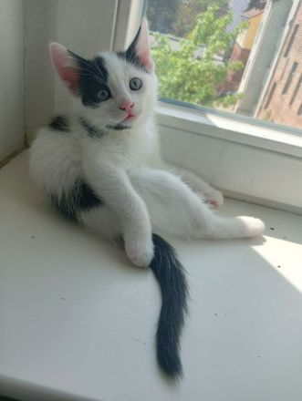 4 kleine kitten suchen ab Mitte Juni ein liebevolles Zuhause 🤗