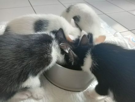 4 kleine kitten suchen ab Mitte Juni ein liebevolles Zuhause 🤗
