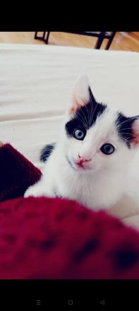 4 kleine kitten suchen ab Mitte Juni ein liebevolles Zuhause 🤗