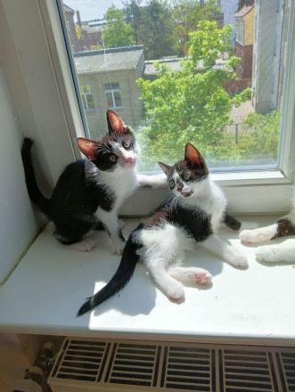 4 kleine kitten suchen ab Mitte Juni ein liebevolles Zuhause 🤗