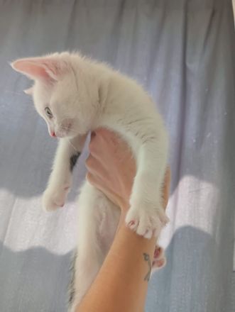 4 kleine kitten suchen ab Mitte Juni ein liebevolles Zuhause 🤗