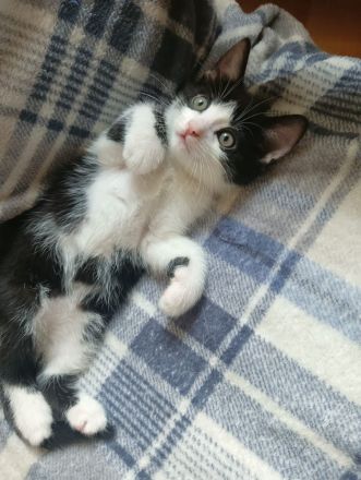 4 kleine kitten suchen ab Mitte Juni ein liebevolles Zuhause 🤗