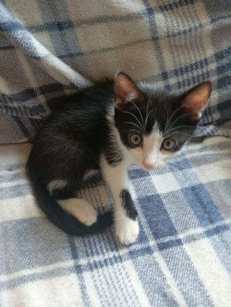 4 kleine kitten suchen ab Mitte Juni ein liebevolles Zuhause 🤗