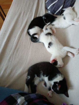 4 kleine kitten suchen ab Mitte Juni ein liebevolles Zuhause 🤗