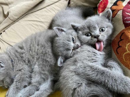 wunderschöne,reinrassige Kitten