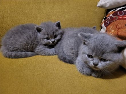 wunderschöne,reinrassige Kitten