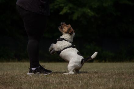 Exklusiver Jack Russell Terrier-Deckrüde (FCI)