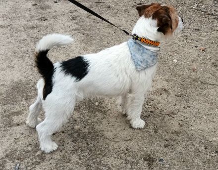 Jack Russell Terrier Deckrüde mit Papieren