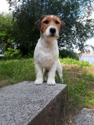 Jack Russell Terrier Deckrüde mit Papieren