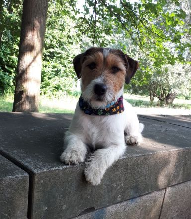Jack Russell Terrier Deckrüde mit Papieren