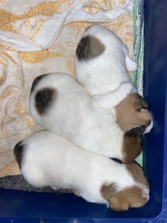 Jack Russell Terrier Deckrüde mit Papieren