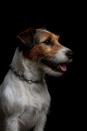 Jack Russell Terrier Deckrüde mit Papieren