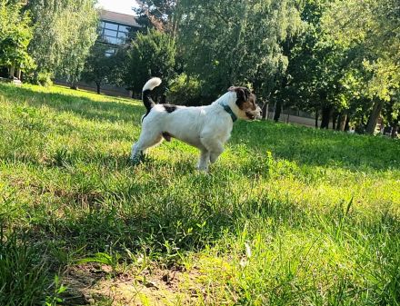 Jack Russell Terrier Deckrüde mit Papieren