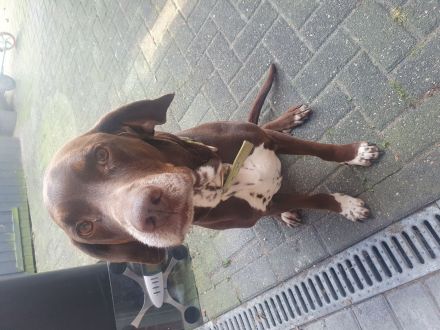 Mischlingshund Dalmatiner Brake 10 Jahre alt