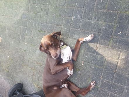 Mischlingshund Dalmatiner Brake 10 Jahre alt